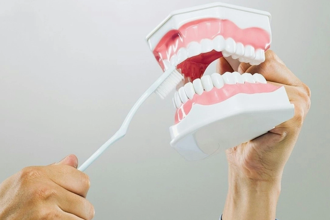 Person holding toothbrush and teeth model.