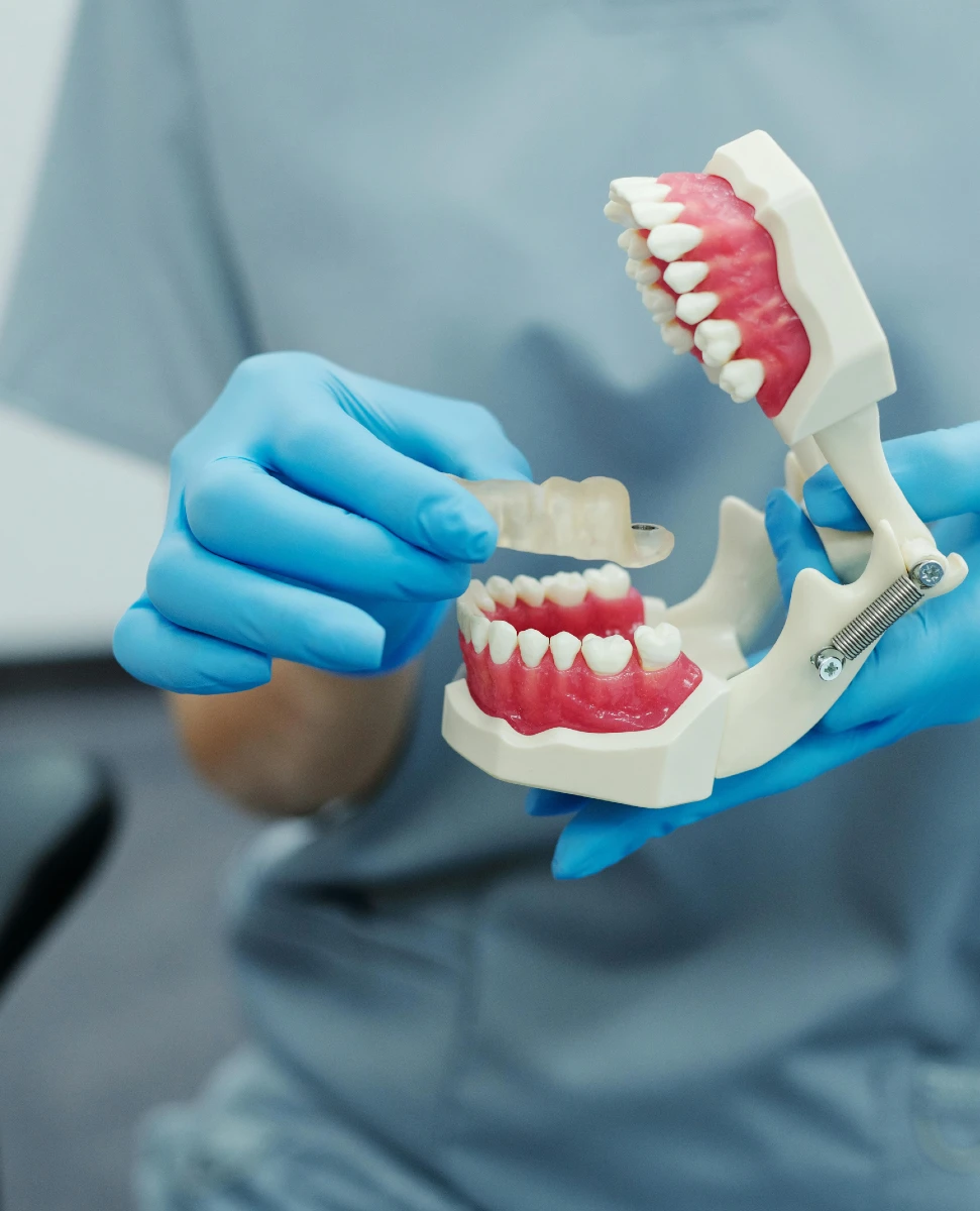 orthodontist holding a teeth model